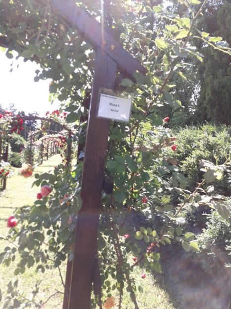  - 7 Gradina Botanica 2019