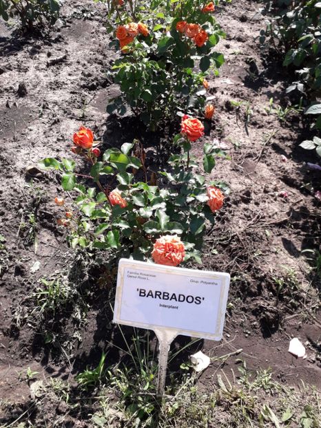  - 7 Gradina Botanica 2019