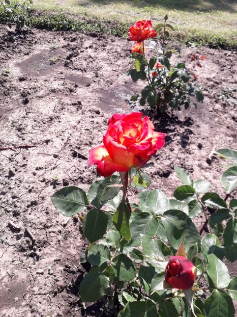  - 7 Gradina Botanica 2019