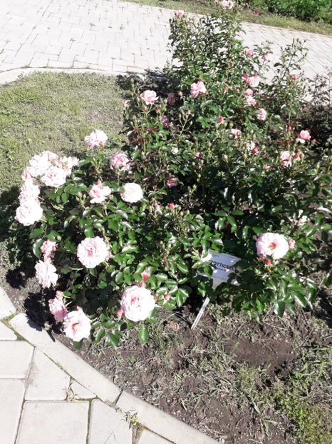  - 7 Gradina Botanica 2019