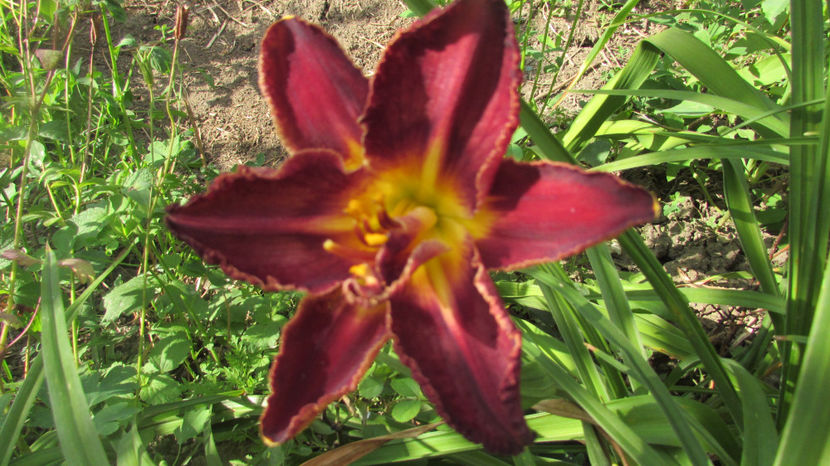  - A A Flori de gradina 3