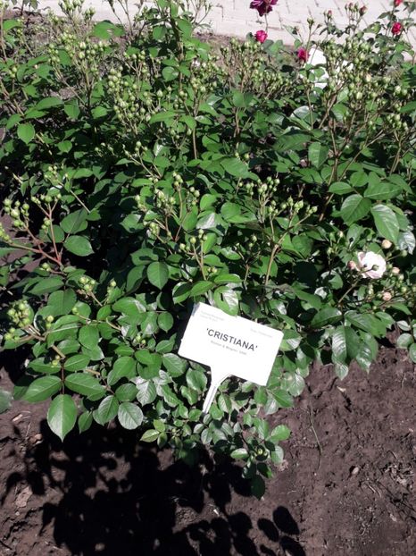  - 7 Gradina Botanica 2019