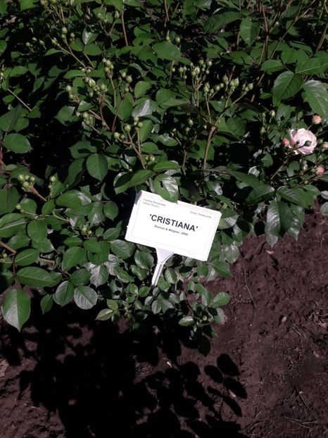  - 7 Gradina Botanica 2019