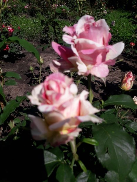  - 7 Gradina Botanica 2019