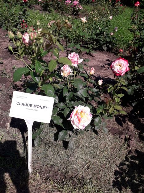  - 7 Gradina Botanica 2019