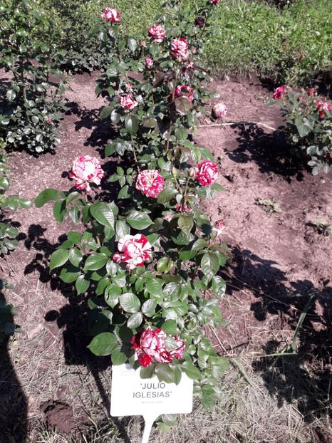  - 7 Gradina Botanica 2019