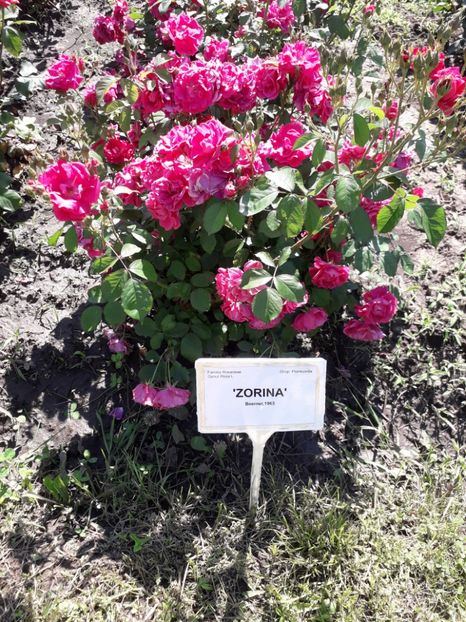  - 7 Gradina Botanica 2019