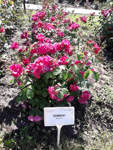  - 7 Gradina Botanica 2019