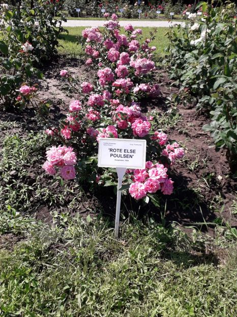  - 7 Gradina Botanica 2019