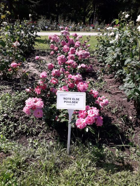  - 7 Gradina Botanica 2019