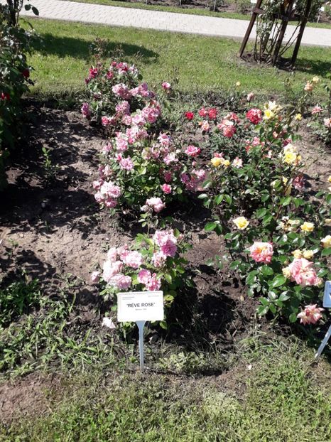  - 7 Gradina Botanica 2019