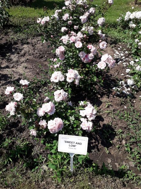  - 7 Gradina Botanica 2019