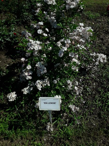  - 7 Gradina Botanica 2019