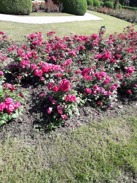  - 7 Gradina Botanica 2019