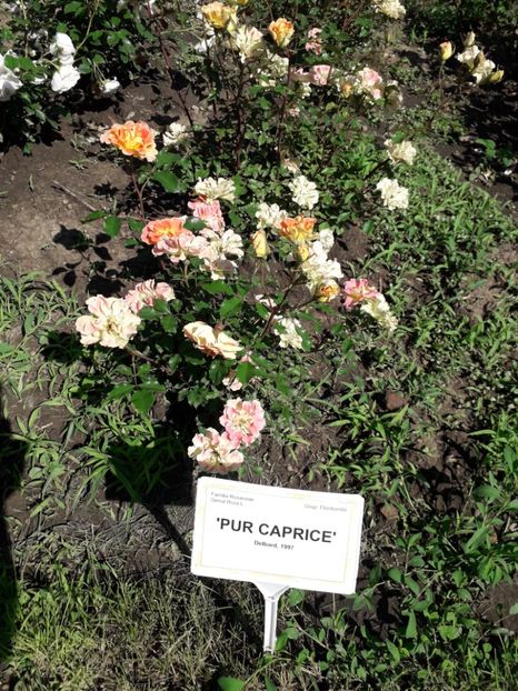  - 7 Gradina Botanica 2019