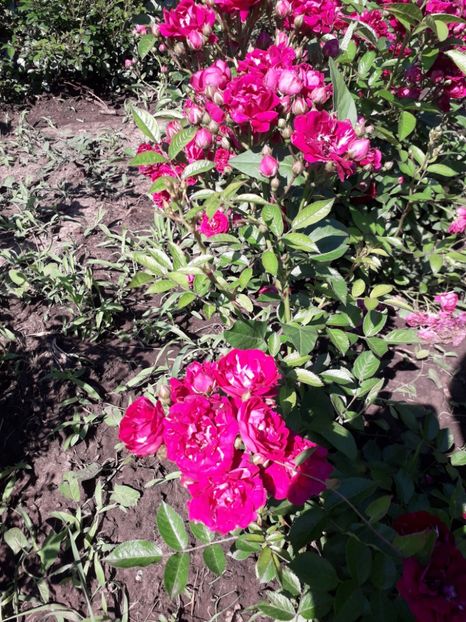  - 7 Gradina Botanica 2019