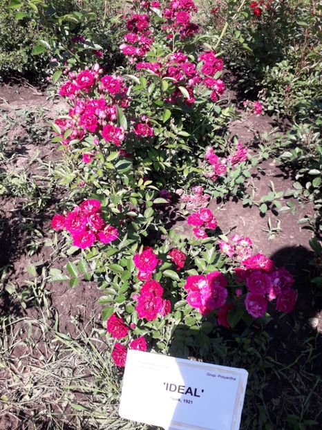  - 7 Gradina Botanica 2019