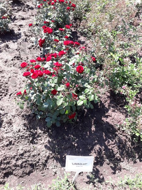  - 7 Gradina Botanica 2019