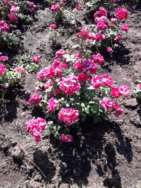  - 7 Gradina Botanica 2019