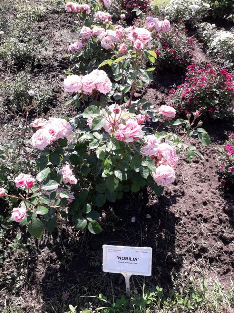  - 7 Gradina Botanica 2019