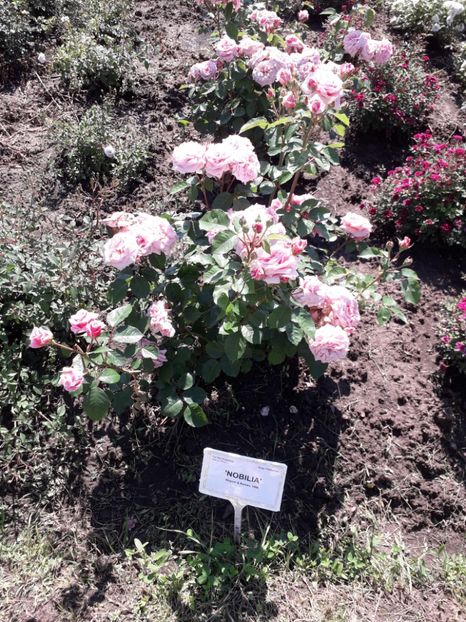  - 7 Gradina Botanica 2019