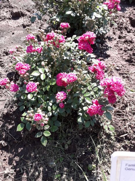  - 7 Gradina Botanica 2019