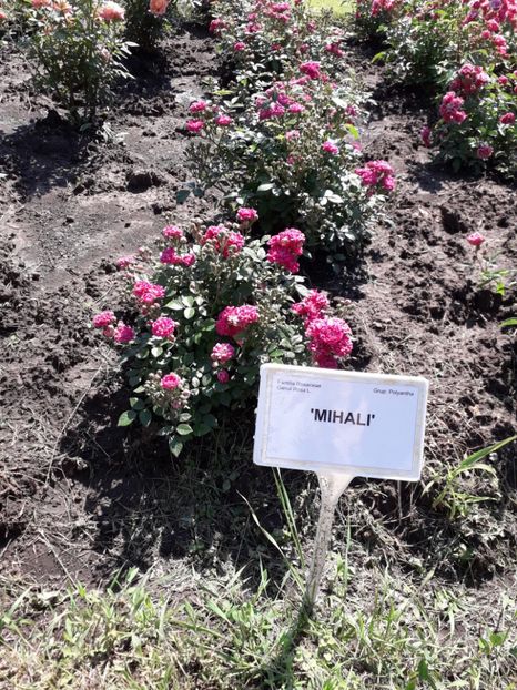  - 7 Gradina Botanica 2019