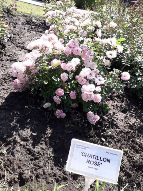  - 7 Gradina Botanica 2019