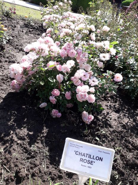  - 7 Gradina Botanica 2019