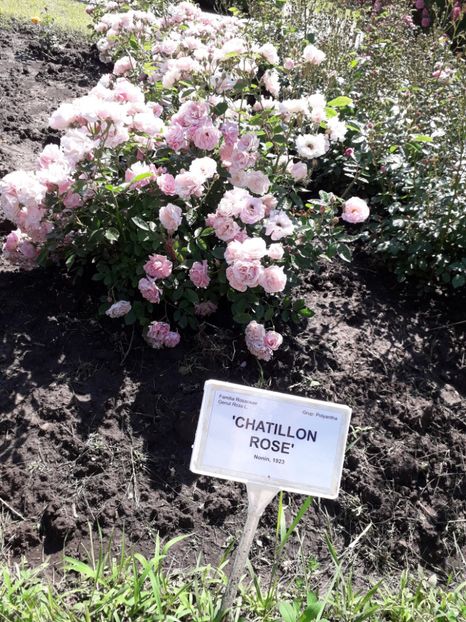  - 7 Gradina Botanica 2019