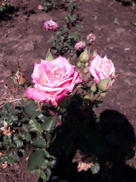  - 7 Gradina Botanica 2019