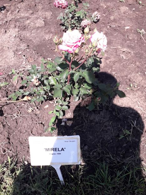  - 7 Gradina Botanica 2019