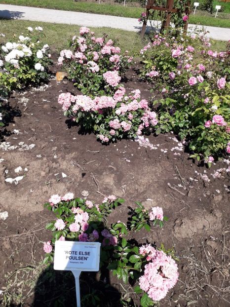  - 7 Gradina Botanica 2019