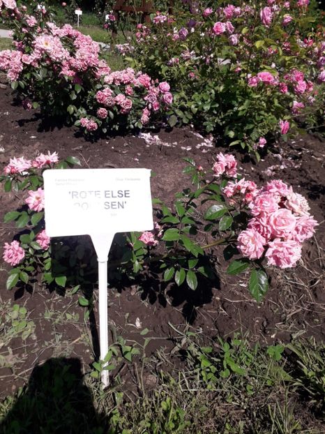  - 7 Gradina Botanica 2019