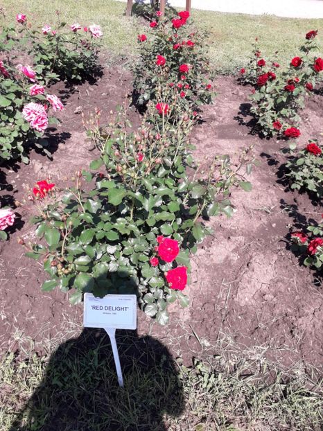  - 7 Gradina Botanica 2019