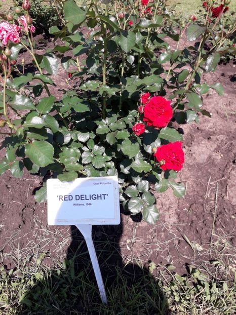  - 7 Gradina Botanica 2019