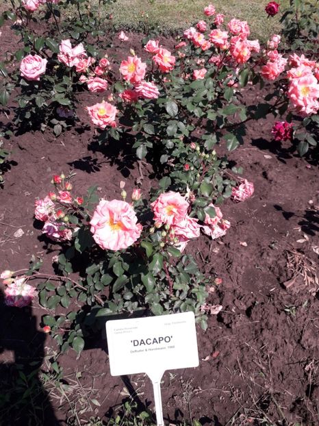  - 7 Gradina Botanica 2019