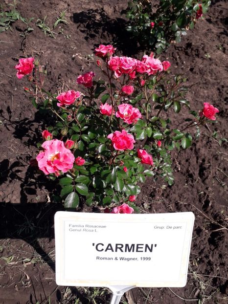  - 7 Gradina Botanica 2019