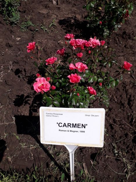  - 7 Gradina Botanica 2019