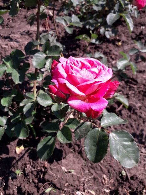 20190602_154240(0) - 7 Gradina Botanica 2019