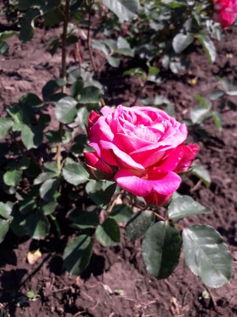  - 7 Gradina Botanica 2019