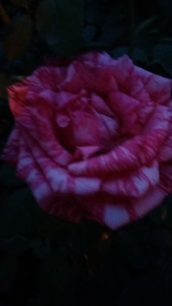 Pink intuition - Gradina 2019