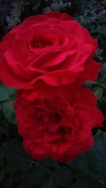 Dame de coeur - Gradina 2019