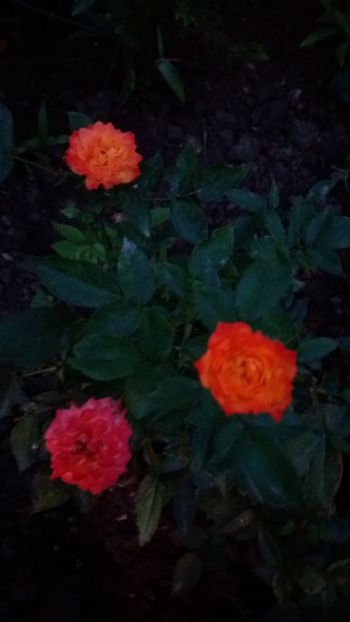 Mini dimov - Gradina 2019