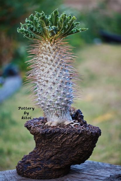 Pachypodium namaquanum - Vase - aranjamente - accesorii