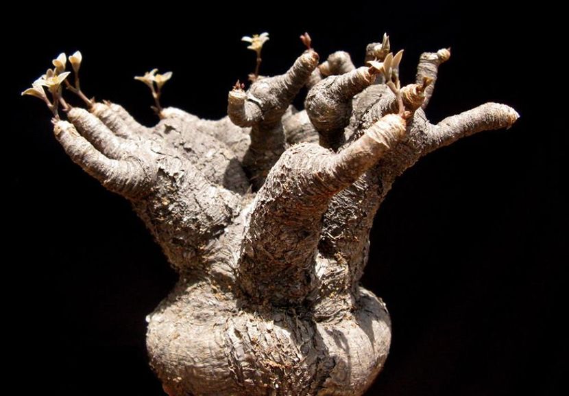 Euphorbia moratii - Whish list pentru viata urmatoare1