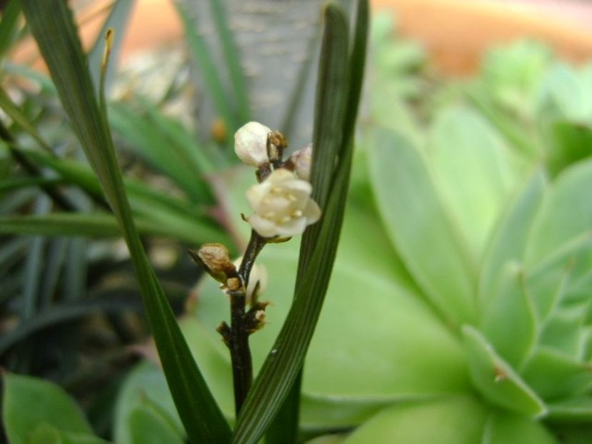 Barba sarpelui (Ophiopogon planiscapus), flori - r Vara 2016-2017-2018-2019