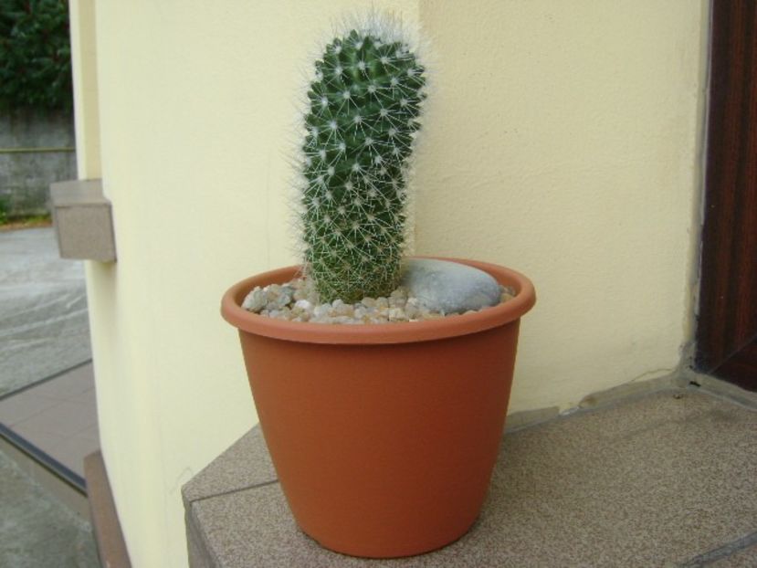 Mammillaria sp. - Cactusi 2018 final de an