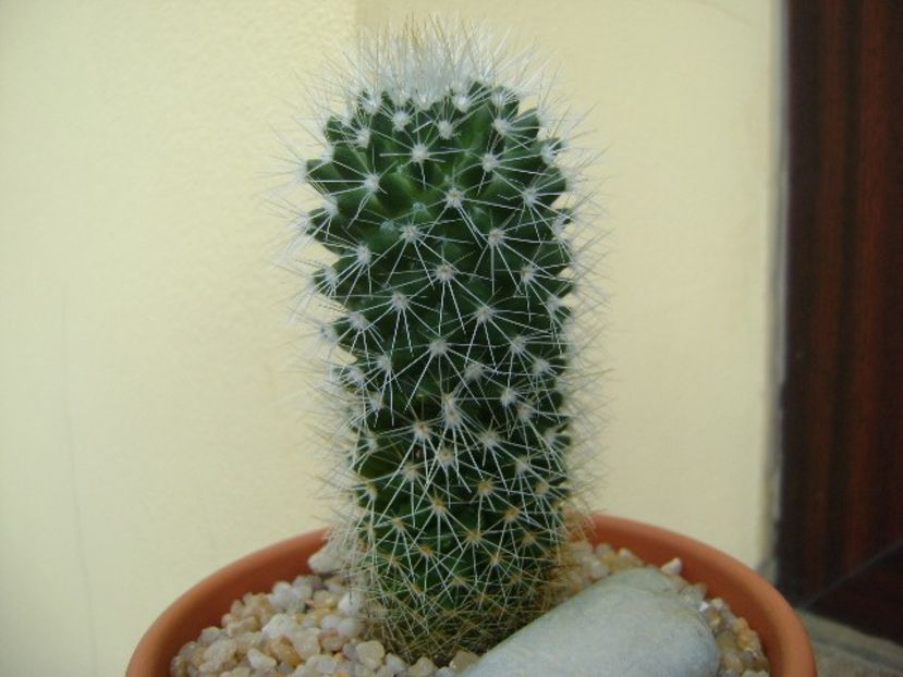 Mammillaria sp. - Cactusi 2018 final de an