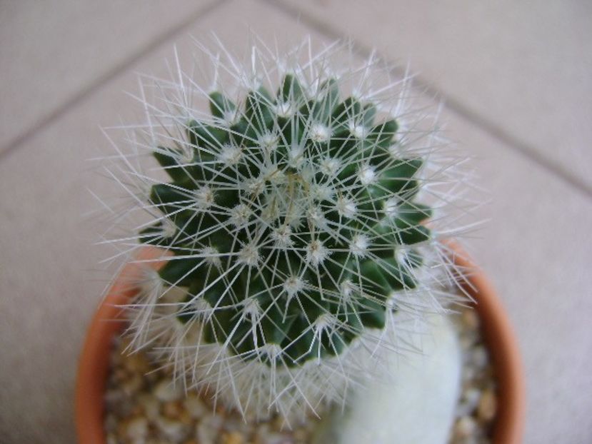Mammillaria sp. - Cactusi 2018 final de an